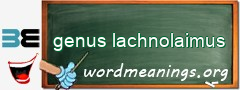 WordMeaning blackboard for genus lachnolaimus